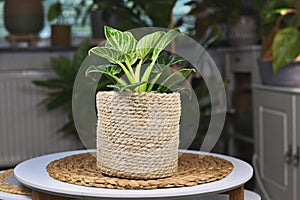 Tropical `Philodendron Birkin`, a tropical houseplant with white stripes in natural basket flower pot