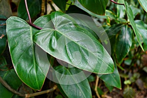 Tropical `Philodendron Erubescens Red Emerald` plant leaf with red stem, native to Colombia