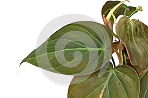Tropical `Philodendron Hederaceum Micans` house plant with close up of heart shaped leaf on white background photo