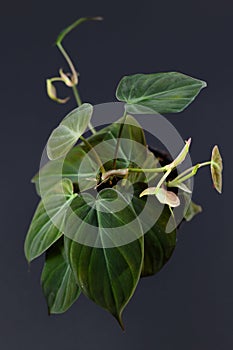 Tropical `Philodendron Hederaceum Micans` house plant with heart shaped leaves with velvet texture in on drak background