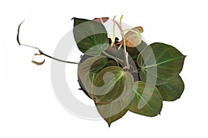 Tropical `Philodendron Hederaceum Micans` house plant with heart shaped leaves with velvet texture on white background photo