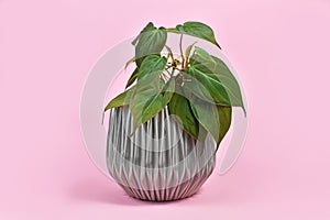 Tropical `Philodendron Hederaceum Micans` house plant with heart shaped leaves with velvet texture on pink background photo