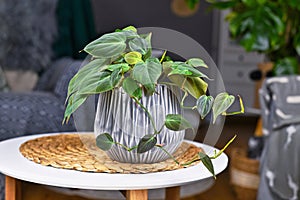 Tropical `Philodendron Hederaceum Micans` houseplant with heart shaped leaves with velvet texture in gray flower pot on table