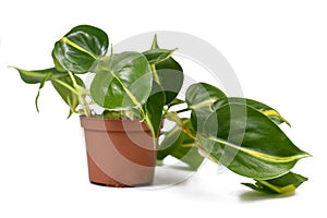 Tropical `Philodendron Hederaceum Scandens Brasil` creeper house plant with yellow stripes in flower pot on white backgro