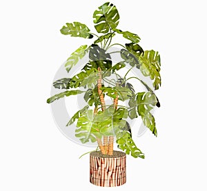 Tropical Philodendron Plant