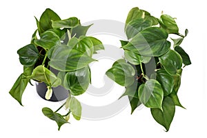 Tropical `Philodendron Scandens` house plant in flower pot isolated on white background