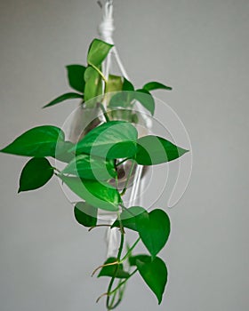 Tropical `Philodendron Scandens` house plant hanging in macrame glass pot