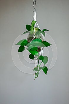 Tropical `Philodendron Scandens` house plant hanging in macrame glass pot