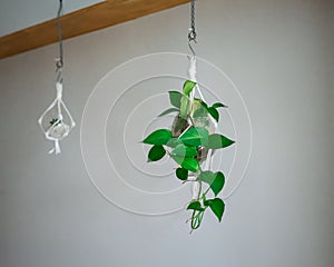 Tropical `Philodendron Scandens` house plant hanging in macrame glass pot photo