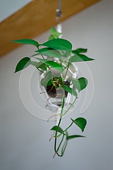 Tropical `Philodendron Scandens` house plant hanging in macrame glass pot