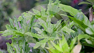 A tropical Philodendron selloum plant in resort