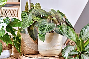 Tropical `Philodendron Verrucosum` plant between other houseplants