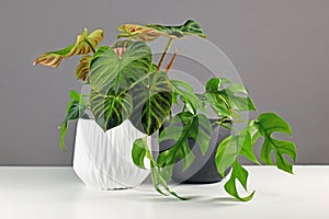 Tropical \'Philodendron Verrucosum\' and \'Rhaphidophora Tetrasperma\' houseplants