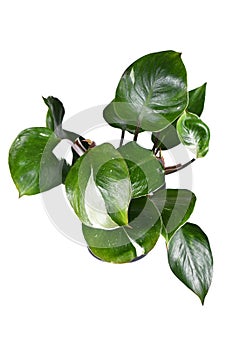 Tropical \'Philodendron White Knight\' houseplant