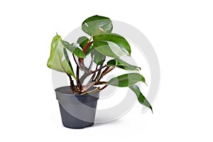 Tropical \'Philodendron White Knight\' houseplant with white variegation spots