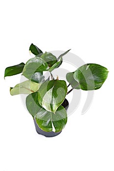 Tropical Philodendron White Knight` houseplant with white variegation spots on white background