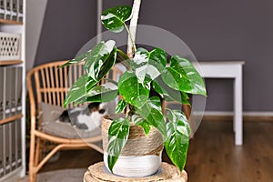 Tropical `Philodendron White Princess` houseplant with white variegation with spots in basket on table photo