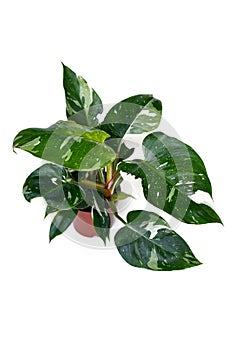 Tropical \'Philodendron White Princess\' houseplant with white variegation