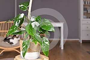 Tropical `Philodendron White Princess` houseplant with white variegation with spots in basket