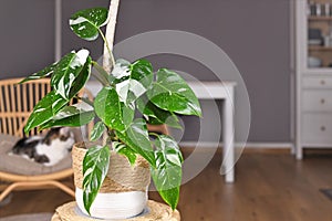 Tropical `Philodendron White Princess` houseplant with white variegation with spots in basket photo
