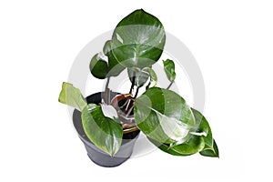 Tropical Philodendron White Wizard houseplant with