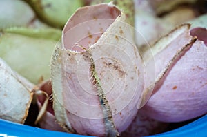 Tropical picther plant