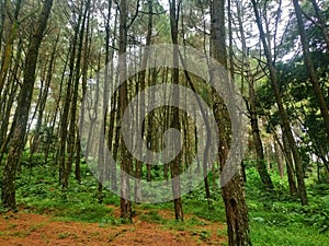 tropical pine forest with clear freshair photo