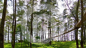 Tropical pine forest with suspended walkway linking trees.