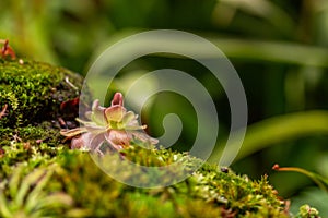 Tropical pinguicula tina predatory plant on the edge of a cliff. Sticky sweet leaves trap insects