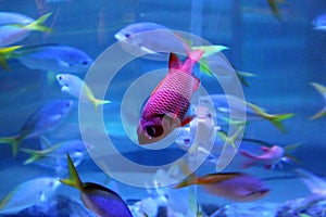 Tropical pink fish in the aquarium. Amazing and beautiful underwater world. Okeonarium. Aquarium. There are a lot of different