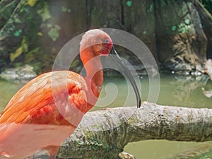 Tropical Pink Florida Bird Wildlife at Zoo