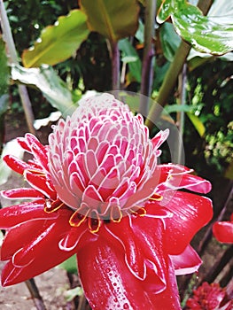 Tropical pink flower costarica jungle