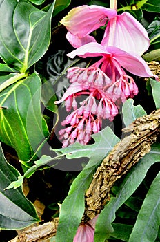 Tropical pink flower and foliage