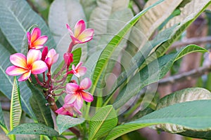 Tropical Pink flower frangipani or plumeria blooming on the tree