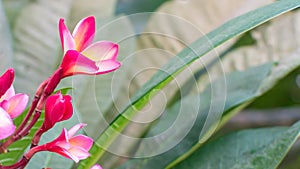 Tropical Pink flower frangipani or plumeria blooming on the tree