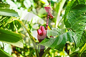 Tropical pink flower among green plants in the jungle