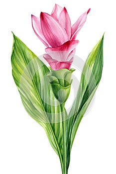 Tropical pink flower and leaves, Turmeric isolated background watercolor painting illustration hand drawing exotic flora