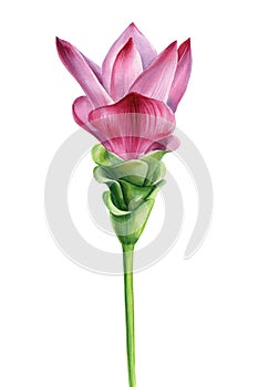 Tropical pink flower, Turmeric flower isolated background watercolor botanical illustration, hand drawing exotic flora