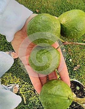 Tropical Pink Guava Fruit In Louisiana