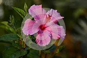 Tropical pink hibicus flower photo