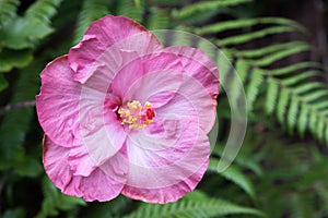 Tropical pink hibiscus flower against a background of lush green ferns