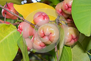 Tropical pink juicy fruits of Syzygium