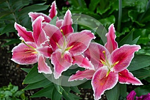 Tropical pink lily flowers