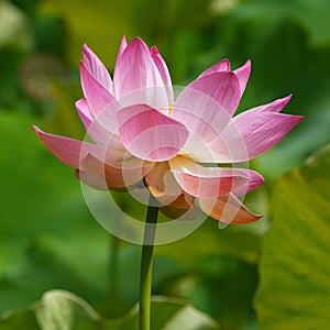 Tropical Pink Lotus Flower