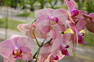 Tropical pink orchids