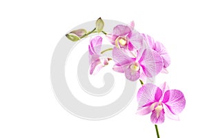 Tropical pink streaked orchid flower isolated background