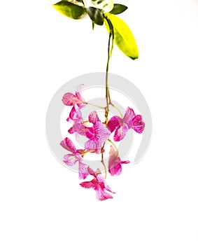Tropical pink streaked orchid flower isolated background photo