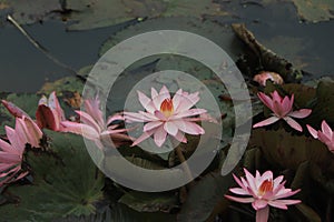 Tropical pink waterlily floating on pond water