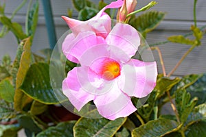 Tropical Pink and White Hibiscus Flower in Full Bloom
