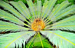 Tropical pinnate palm